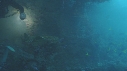 REQUIN CARPETTE, EPAVE