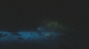 POISSONS, CORAIL, PLONGEUR