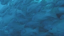 BANC DE POISSONS