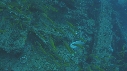 POISSONS, EPAVE