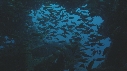 POISSONS, CORAIL, PLONGEUR