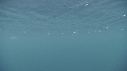 OISEAUX