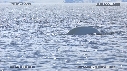 BELUGAS