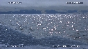 BELUGAS