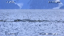BELUGAS