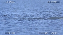 BELUGAS