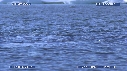 BELUGAS