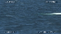BELUGAS