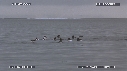 BELUGA, GUILLEMOTS