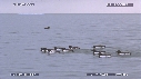 GUILLEMOTS