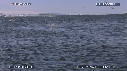 ICEBERG, OISEAUX