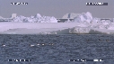 ICEBERG, OISEAUX