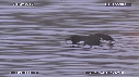 GUILLEMOTS