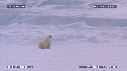 OURS BLANC