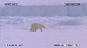 OURS BLANC