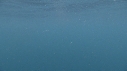 REQUIN PELERIN