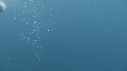 REQUIN PELERIN