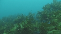 PAYSAGE SOUS MARIN, BEAUTYSHOTS