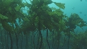 PAYSAGE SOUS MARIN, BEAUTYSHOTS