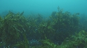 PAYSAGE SOUS MARIN, BEAUTYSHOTS