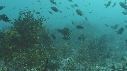 ALGUES, CHROMIS, RASCASSE