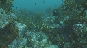 ALGUES, CHROMIS, RASCASSE