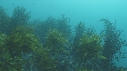 ALGUES, POISSON LIME