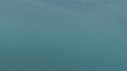 REQUIN PELERIN