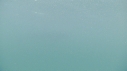 REQUIN PELERIN