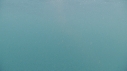REQUIN PELERIN