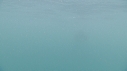 REQUIN PELERIN