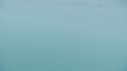 REQUIN PELERIN