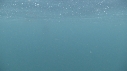REQUIN PELERIN