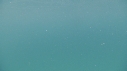 REQUIN PELERIN