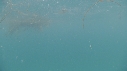 REQUIN PELERIN