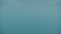 REQUIN PELERIN