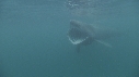 REQUIN PELERIN