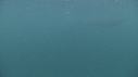 REQUIN PELERIN