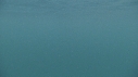 REQUIN PELERIN