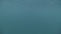 REQUIN PELERIN
