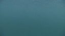 REQUIN PELERIN