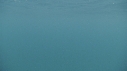 REQUIN PELERIN