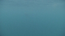 REQUIN PELERIN