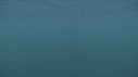 REQUIN PELERIN