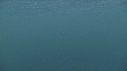 REQUIN PELERIN
