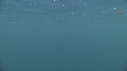 REQUIN PELERIN