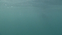REQUIN PELERIN