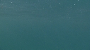 REQUIN PELERIN
