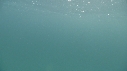 REQUIN PELERIN