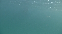 REQUIN PELERIN